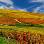 champagne_autunno_francia_vigneti